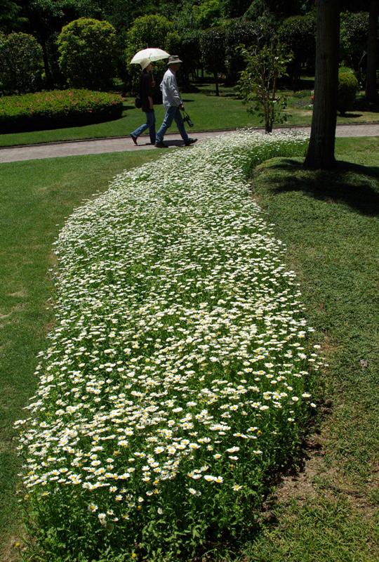 白い花道